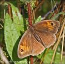 Meadow Brown